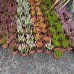 Vres obyčajný 'Trio-Girls', - zelená,biela,ružová - výška 20-30 cm, kont. C1.5L